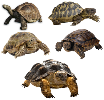 Varietyof Turtles Black Background PNG with transparent background