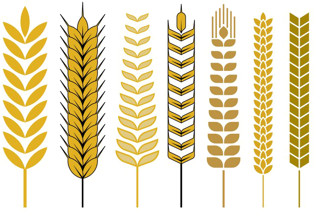 Varietyof Wheat Ears Vector Illustration