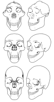 Various Skull Views Illustration PNG with transparent background