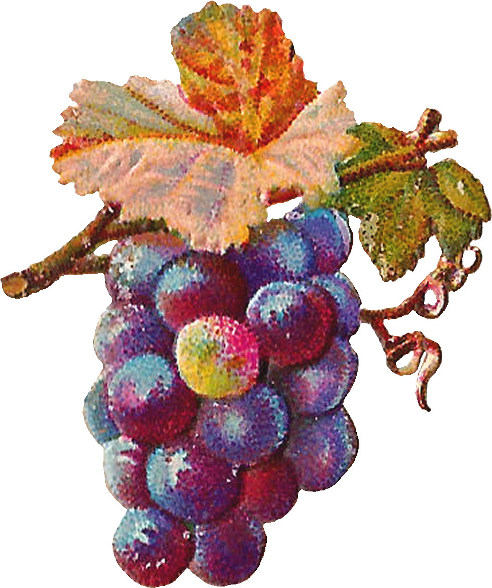 Vector Freeuse Antique Images Digital Grapes Download - Grape Art Png, Transparent Png PNG with transparent background