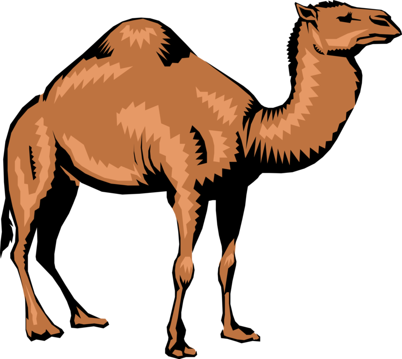 Vector Illustration Of Dromedary Single-humped Beast - Camel Png, Transparent Png PNG with transparent background