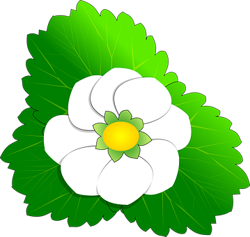 Vector Style White Flower Illustration