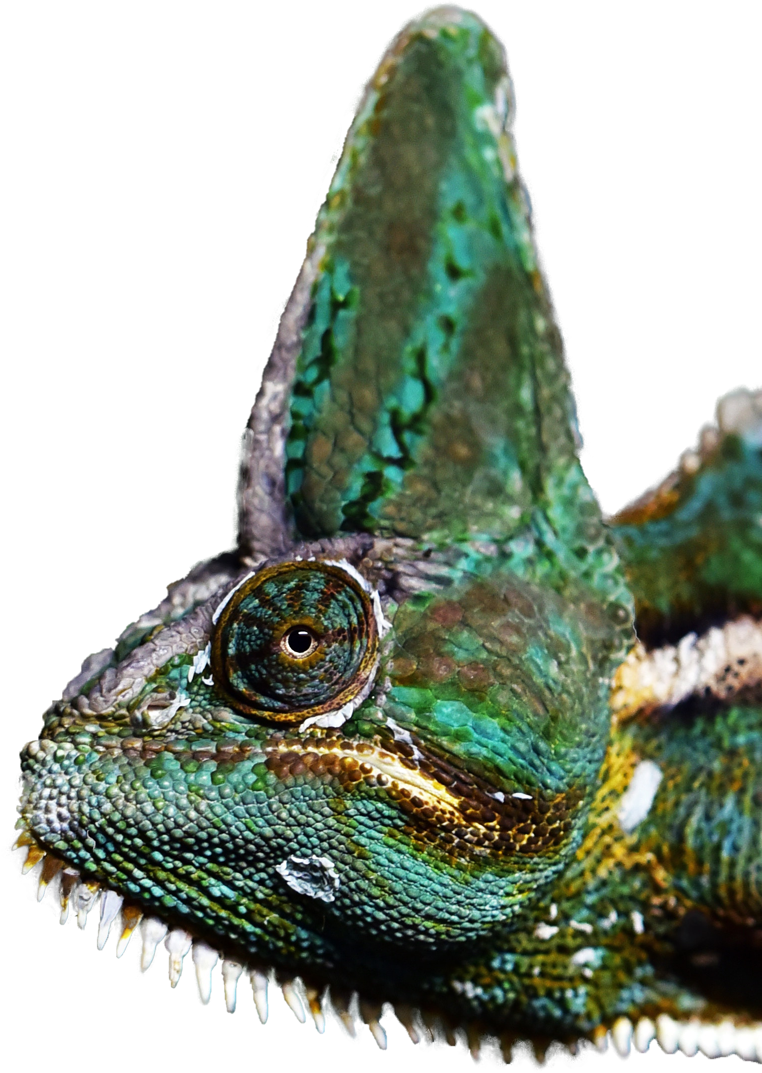 Veiled Chameleon Closeup.png