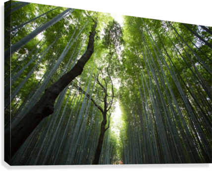 Bamboo Forest Canvas Print - Chicago Walls Green Birch Tree Forest Nature Wall Decal PNG with transparent background