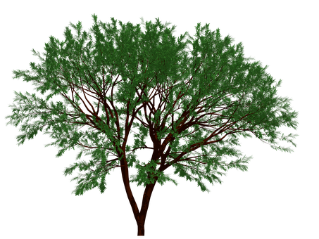 Verdant_ Tree_ Black_ Background PNG with transparent background