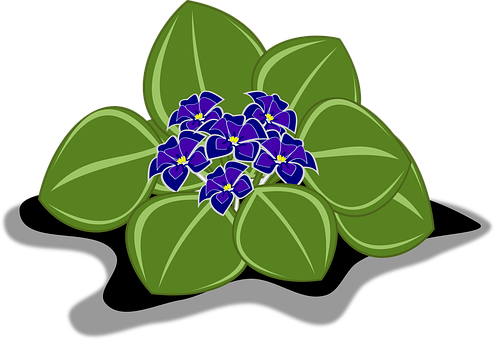 Vibrant African Violets Illustration PNG with transparent background