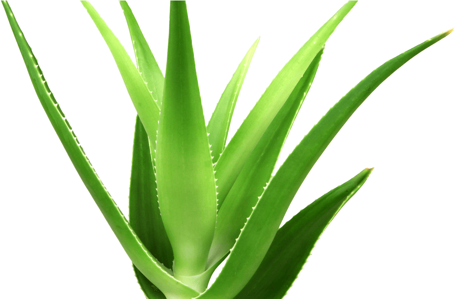 Vibrant Aloe Vera Plant