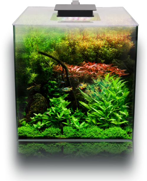 Vibrant Aquarium Setup.jpg