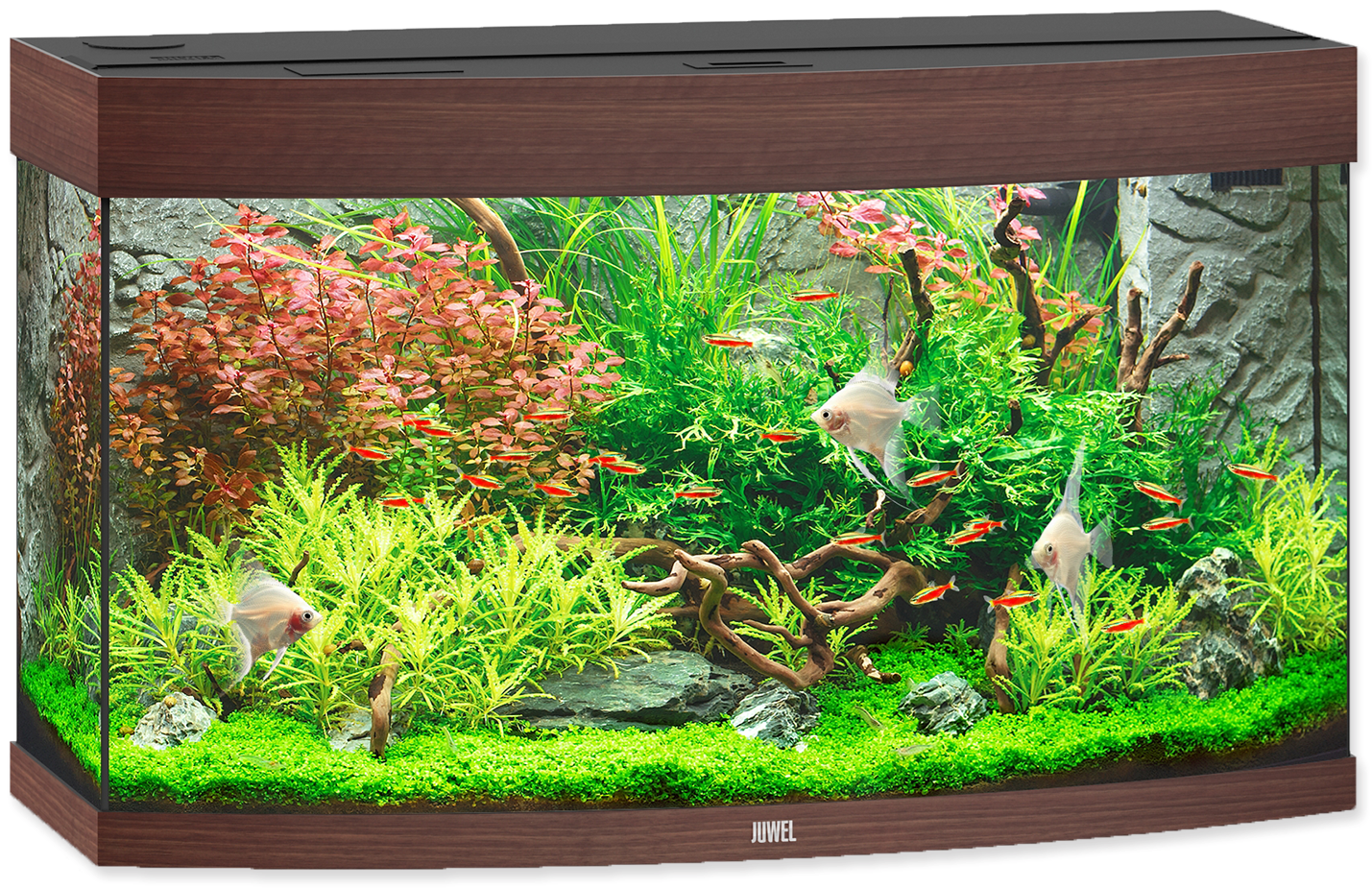 Aquarium Png, Transparent Png PNG with transparent background
