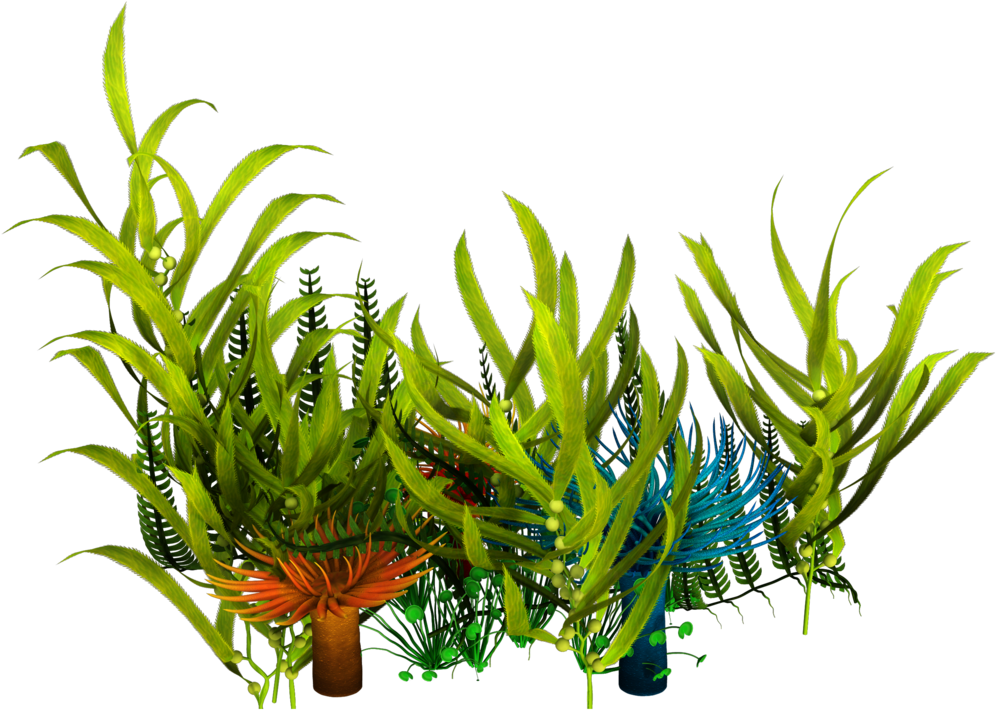 Vibrant Aquatic Plants PNG with transparent background