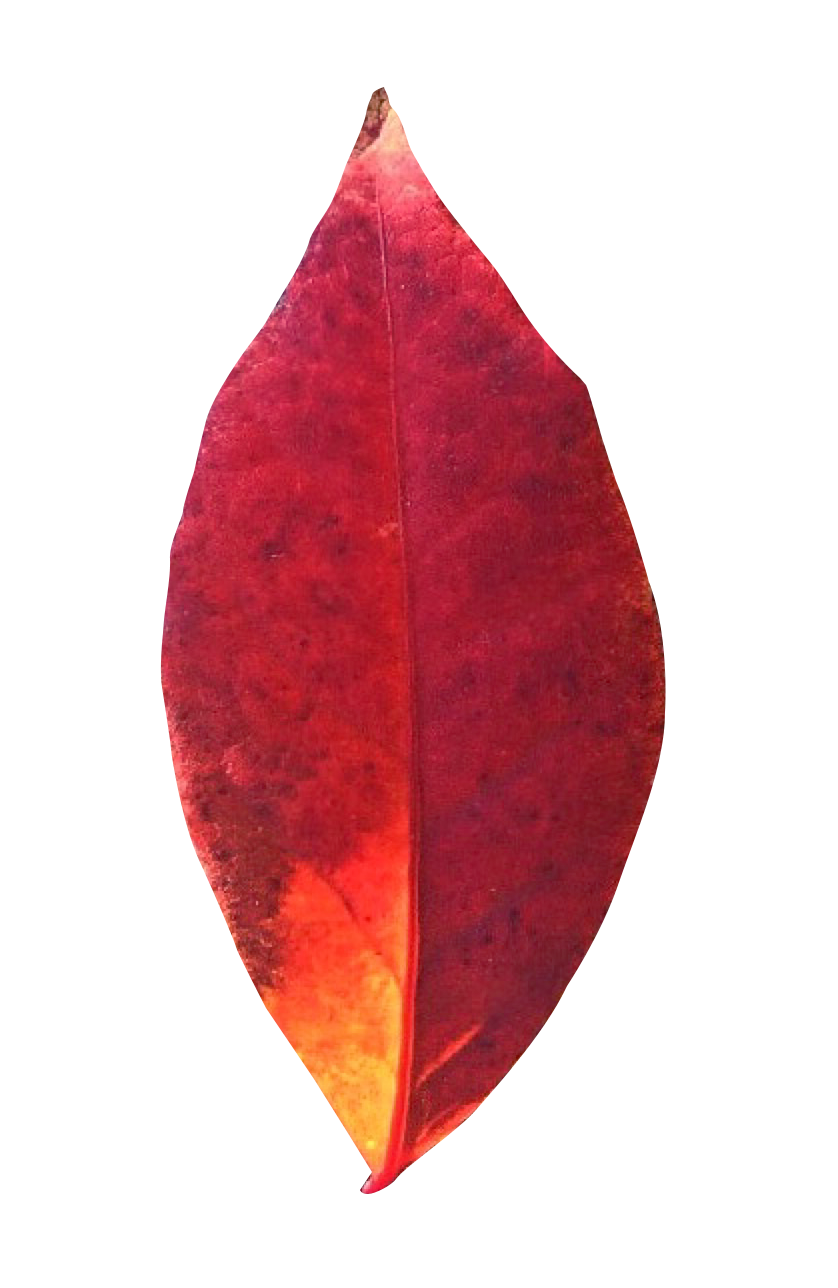 Vibrant Autumn Leaf