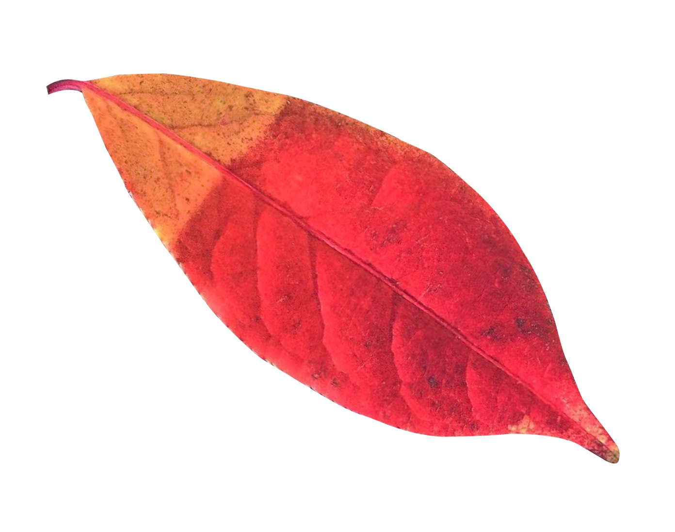 Vibrant Autumn Leaf