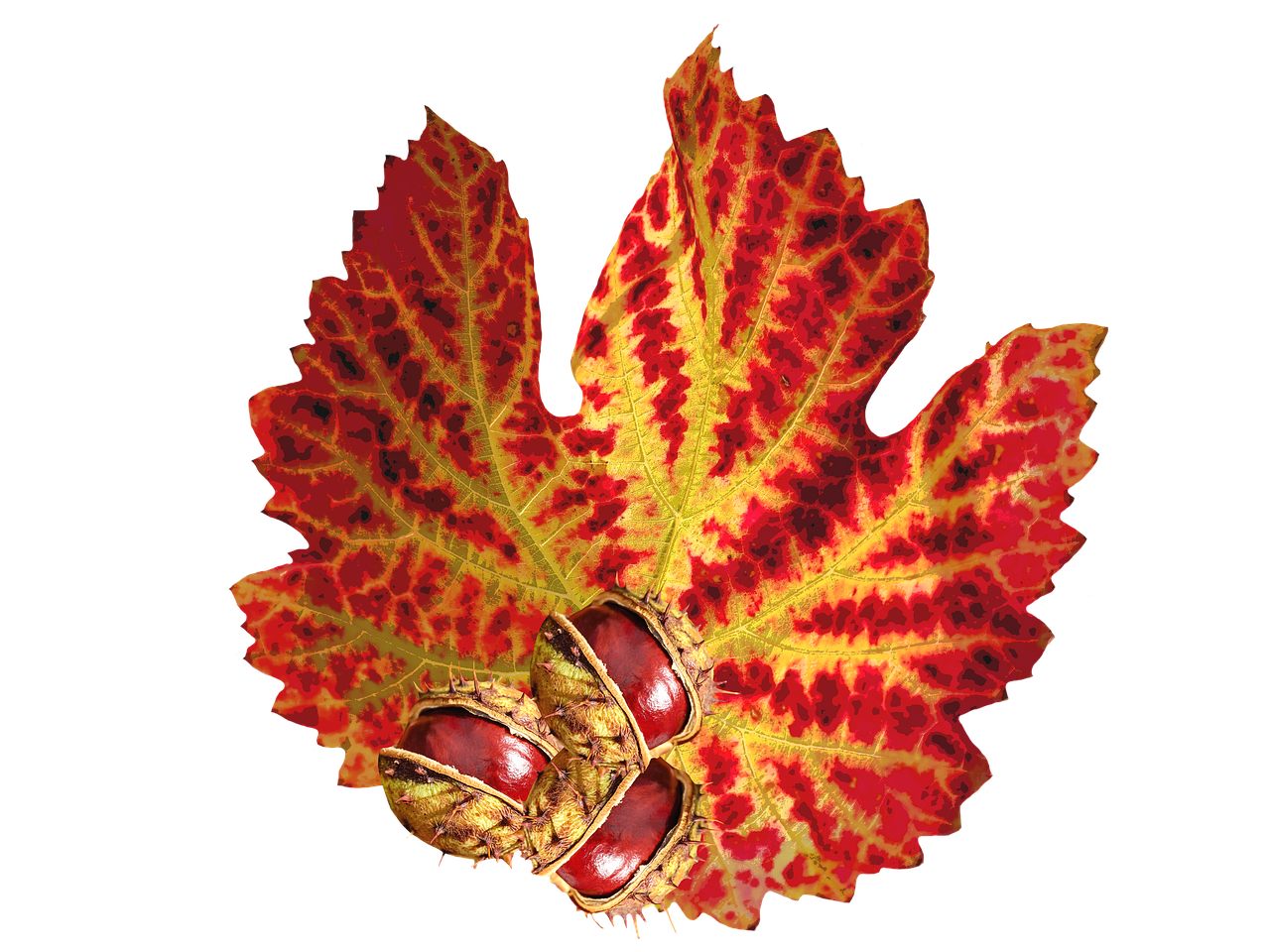 Vibrant Autumn Leafwith Seeds.jpg PNG with transparent background