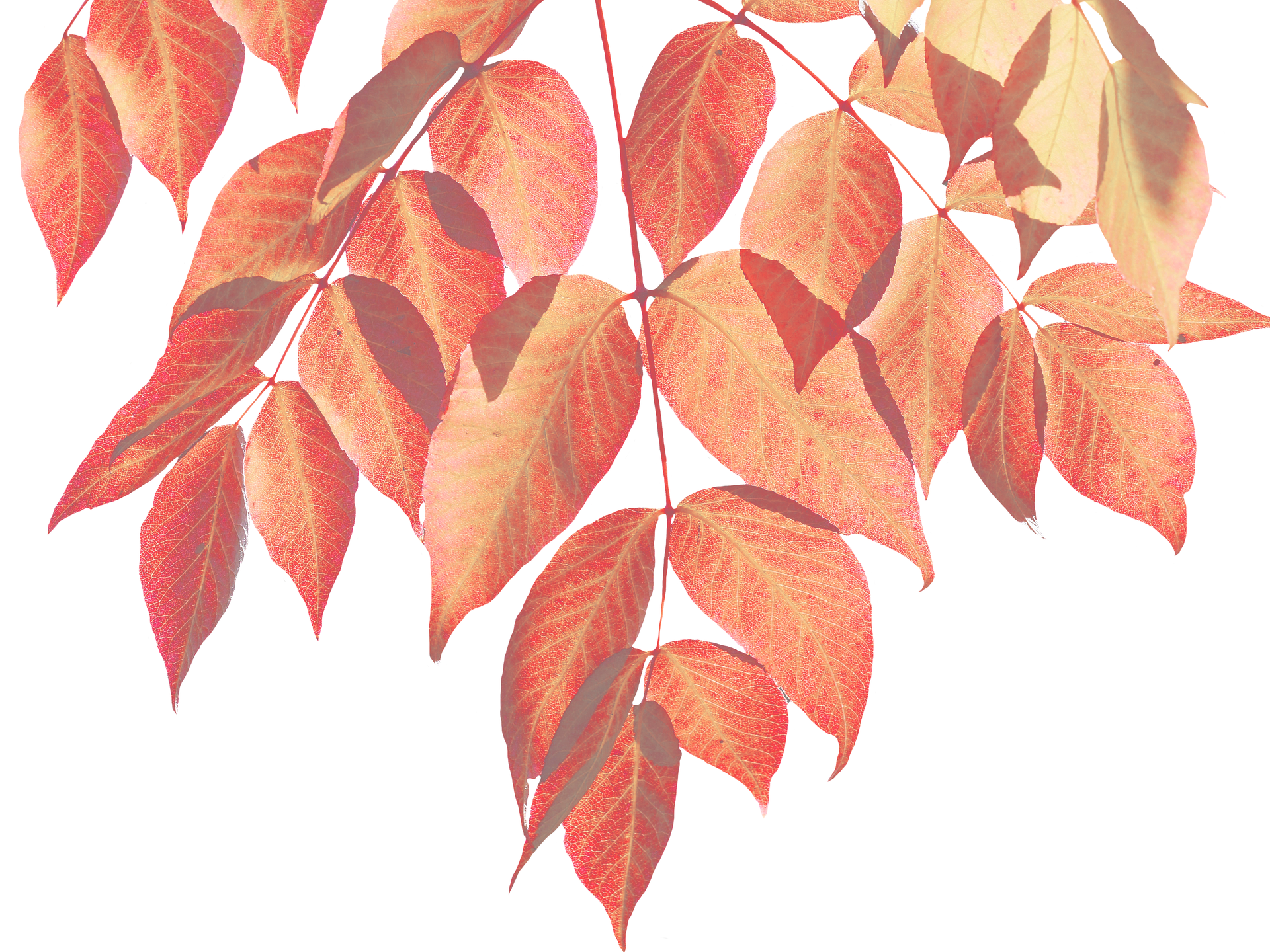 Vibrant Autumn Leaves Black Background.jpg PNG with transparent background