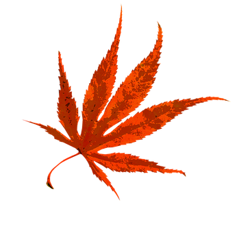 Vibrant Autumn Maple Leaf PNG with transparent background
