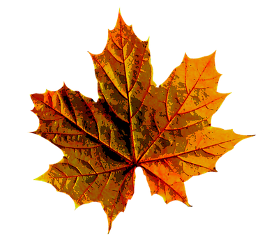 Vibrant Autumn Maple Leaf PNG with transparent background