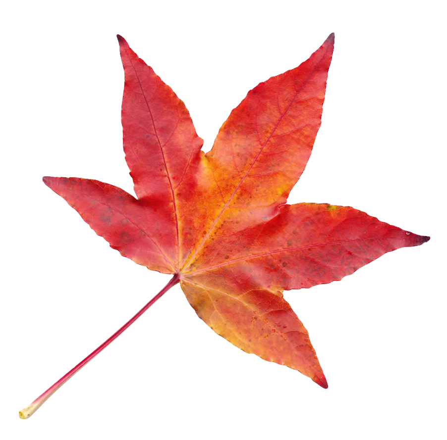 Vibrant Autumn Maple Leaf.png