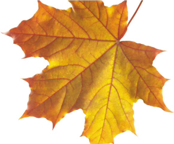 Vibrant Autumn Maple Leaf.png