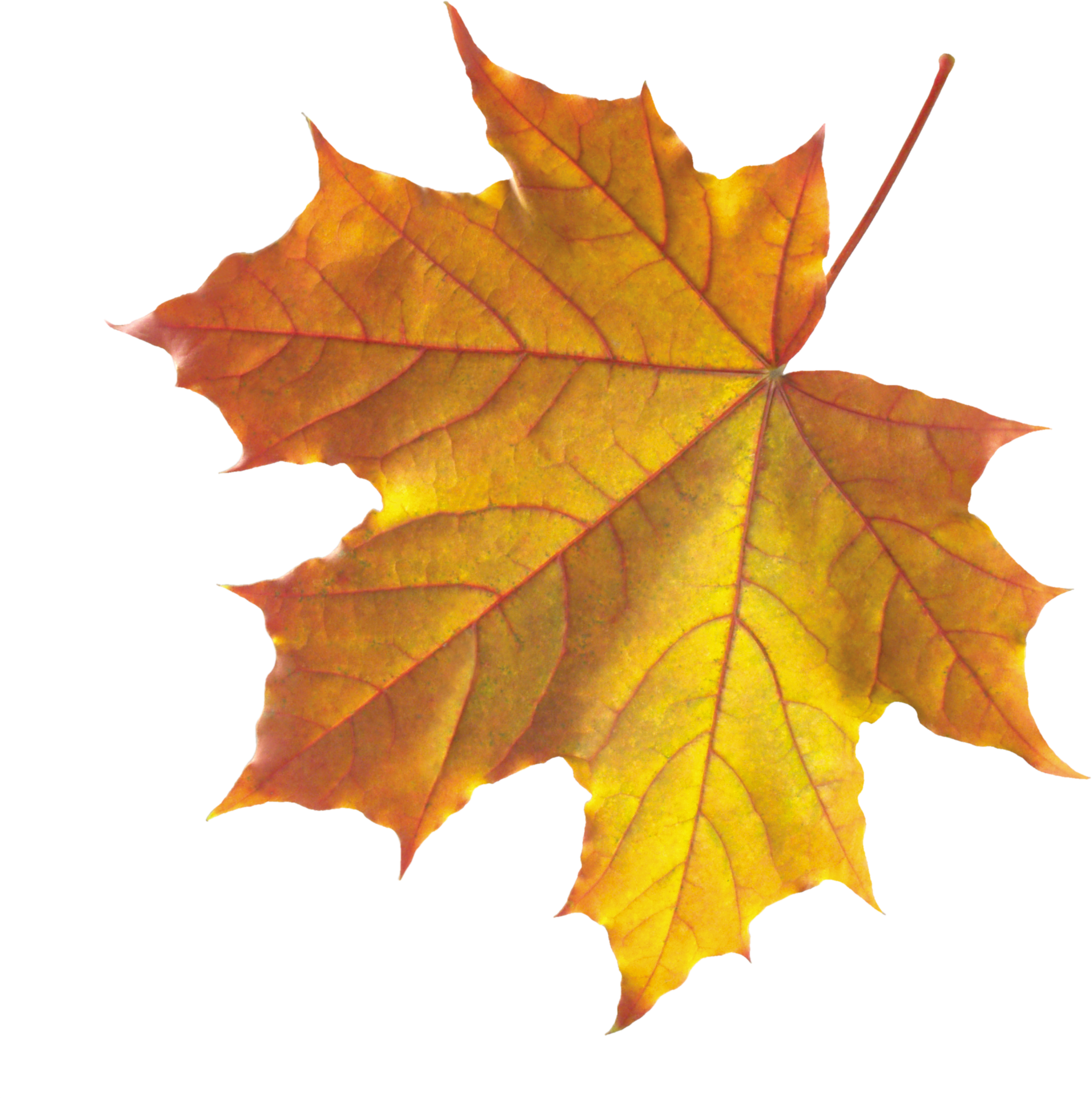 Vibrant Autumn Maple Leaf.png