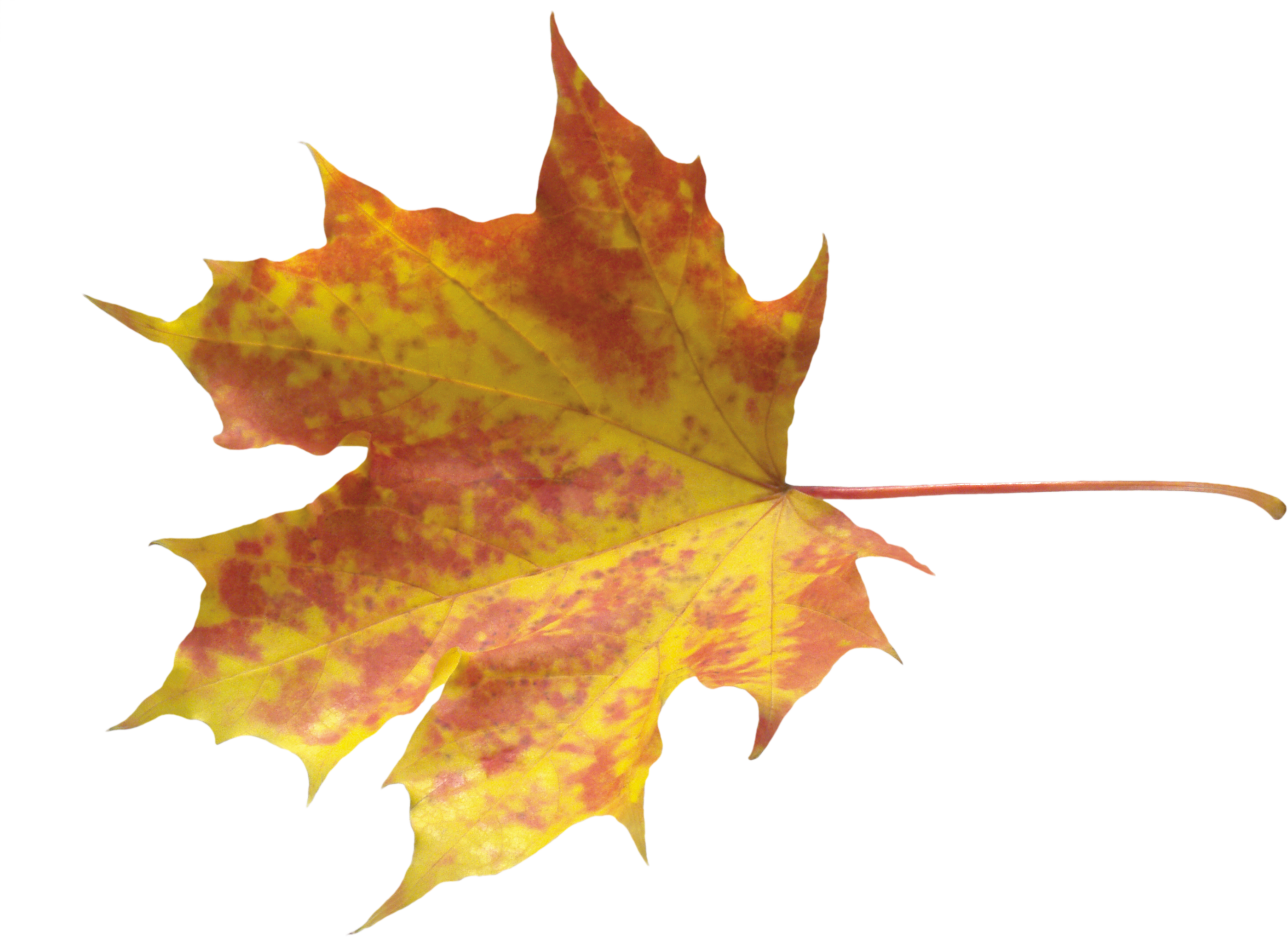 Vibrant Autumn Maple Leaf.png