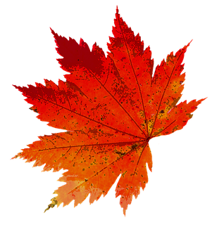 Vibrant Autumn Maple Leaf PNG with transparent background