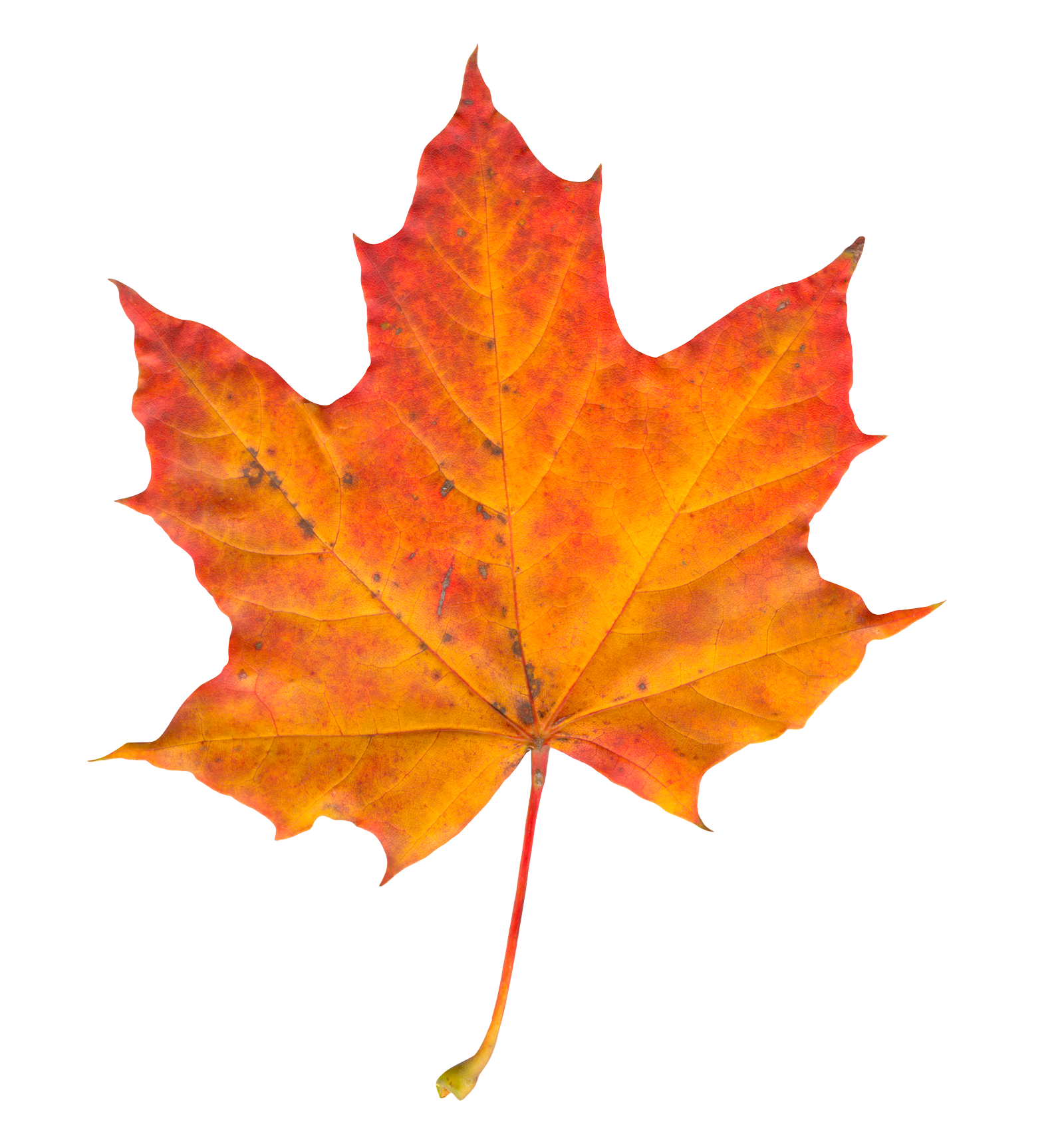 Vibrant Autumn Maple Leaf