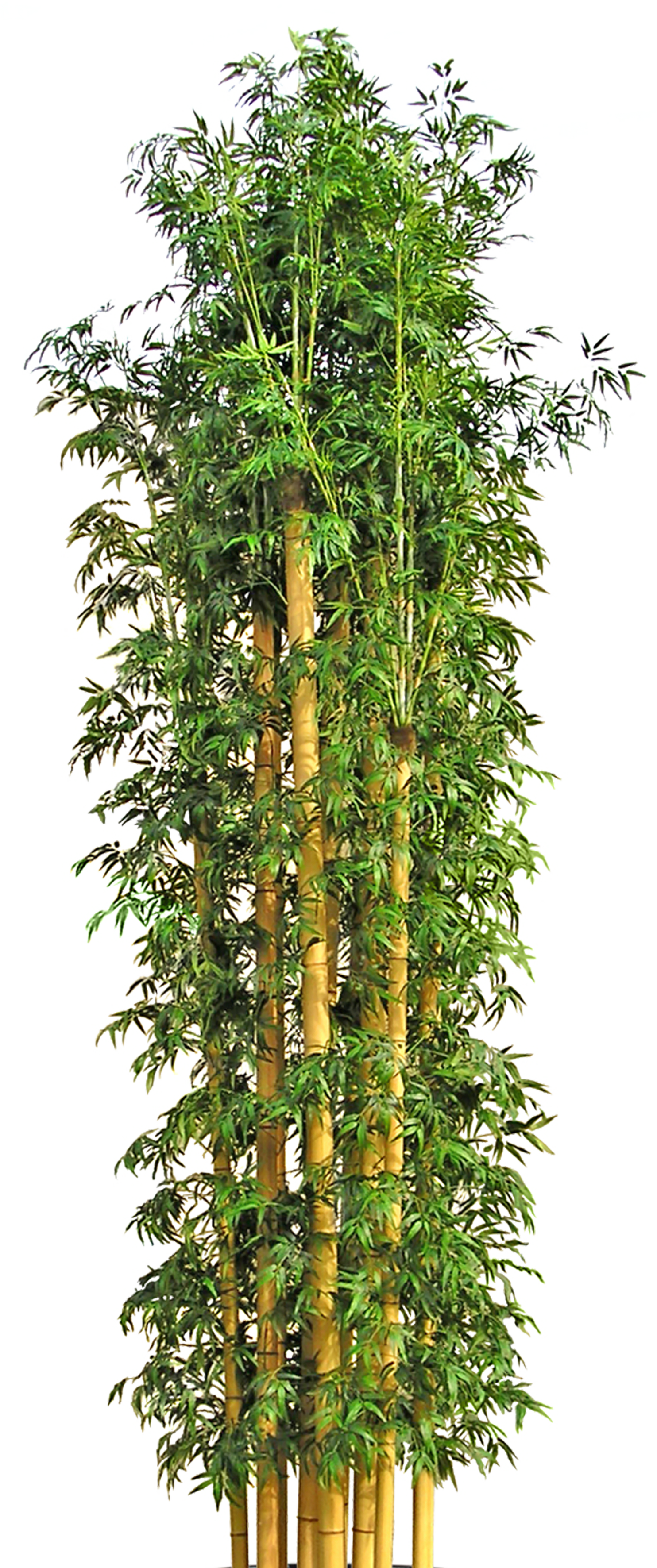 Bamboo Flowerpot Tree Hd Image Free Png Clipart - Japanese Bamboo Plant Png, Transparent Png PNG with transparent background