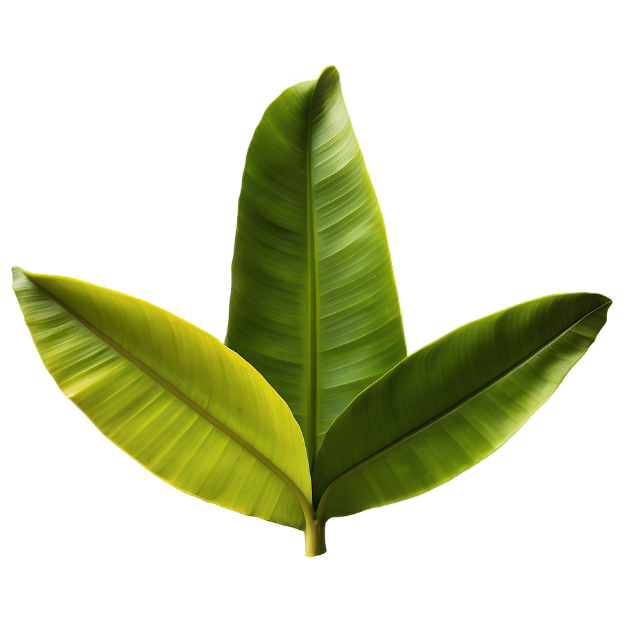 Vibrant Banana Leaf Png Afp19