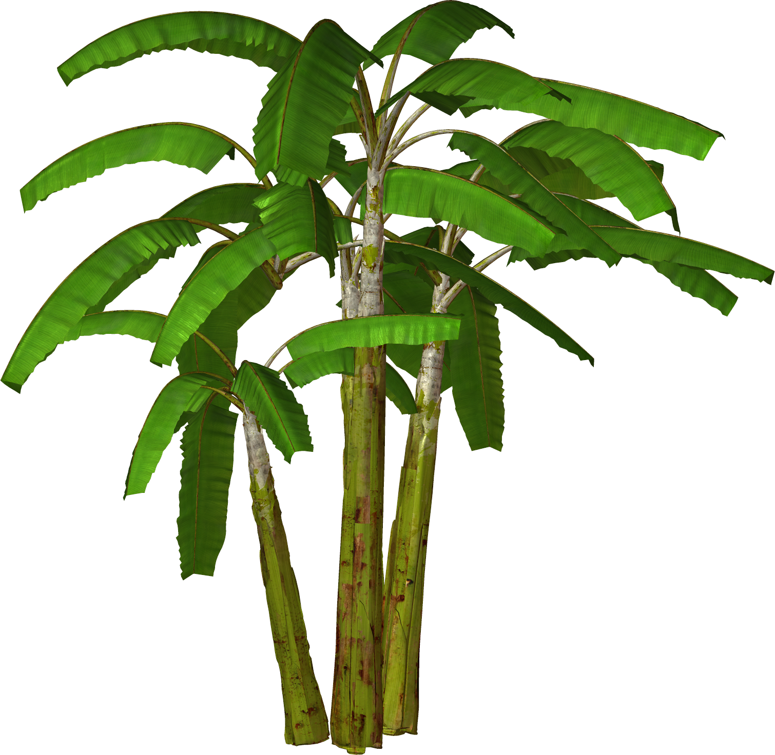 Vibrant Banana Tree Isolated.png