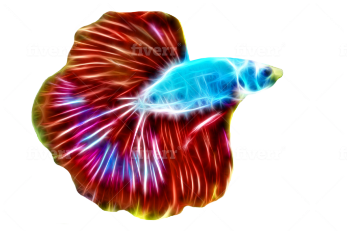 Vibrant Betta Fish Illustration