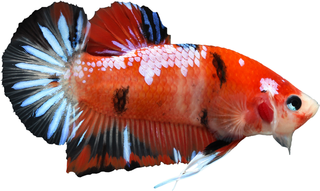 Vibrant Betta Fish.png