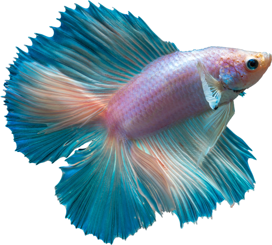 Vibrant Betta Fish Spread Fins