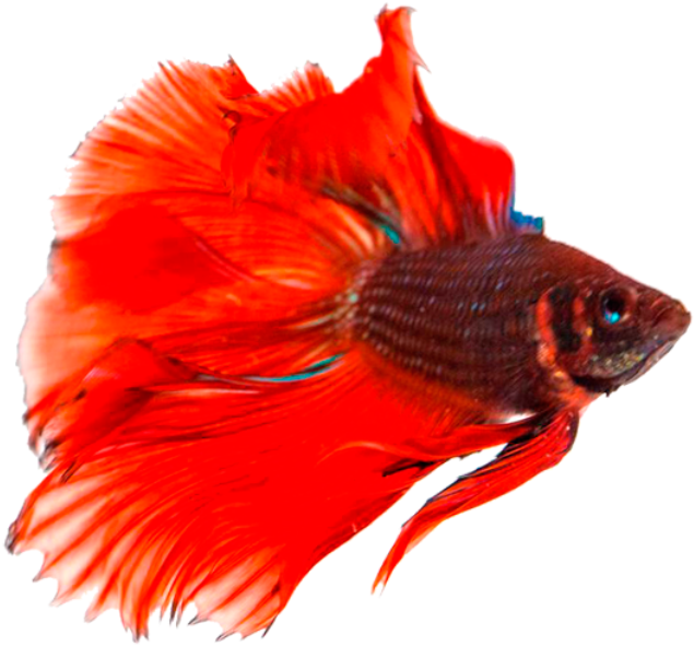 Transparent Background Fish Png, Png Download PNG with transparent background