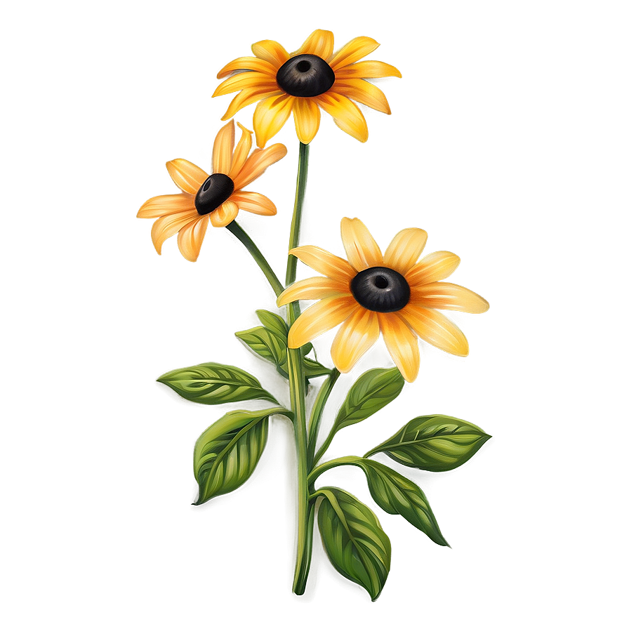 Vibrant Black Eyed Susan Illustration Png 06282024