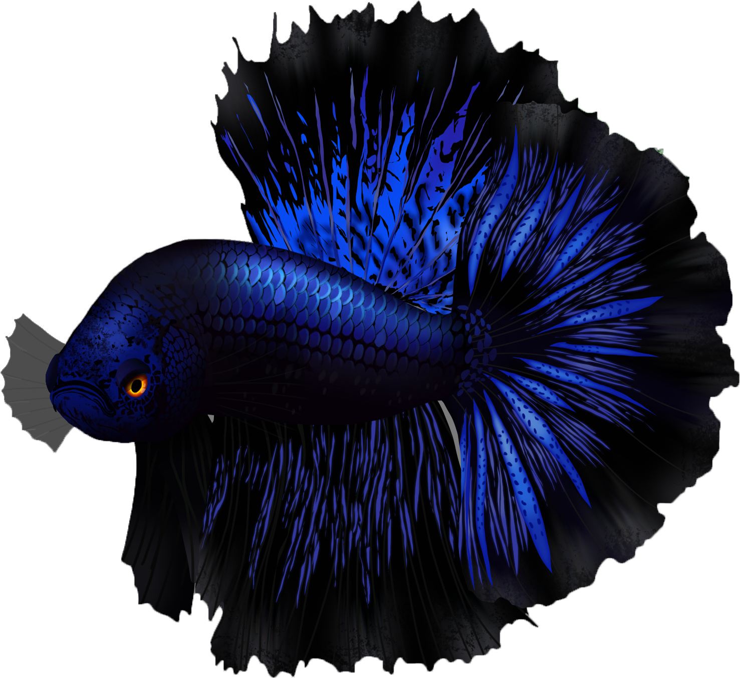 Vibrant Blue Betta Fish