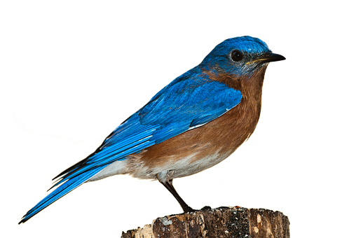 Vibrant Blue Bird Perchedon Stump