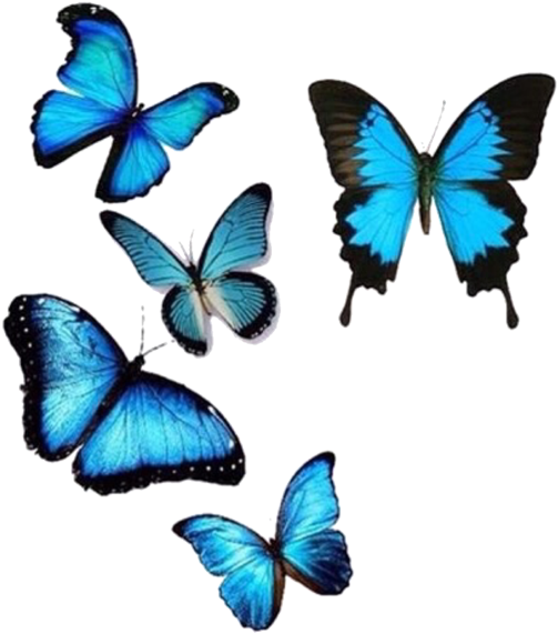 Vibrant Blue Butterflies Collection PNG with transparent background