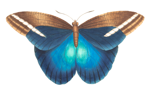 Vibrant Blue Butterfly Black Background