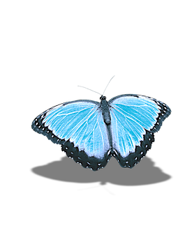 Vibrant Blue Butterfly Black Background PNG with transparent background