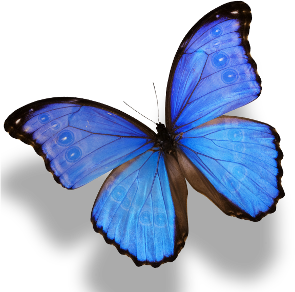 Vibrant_ Blue_ Butterfly_ P N G PNG with transparent background