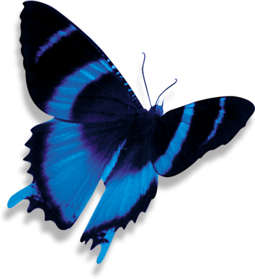 Vibrant Blue Butterfly PNG with transparent background