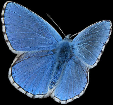 Butterfly, Blue, Blue Butterfly, Insect, Lepidopteran - Common Blue Butterfly Png, Transparent Png PNG with transparent background