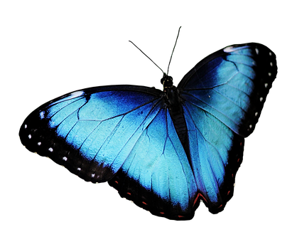Vibrant Blue Butterflyon Black Background PNG with transparent background