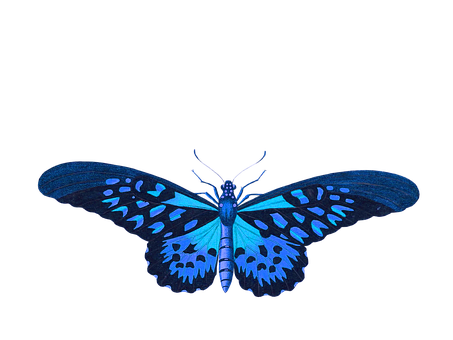 Vibrant Blue Butterflyon Black Background