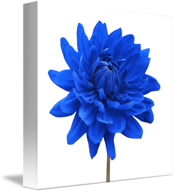 Vibrant Blue Dahlia Canvas