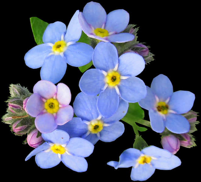 Flower,flowering Plant,alpine Forget Me Me Not,violet,borage - Forget Me Not Flower Png, Transparent Png PNG with transparent background