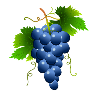 Vibrant_ Blue_ Grapes_ Vector PNG with transparent background