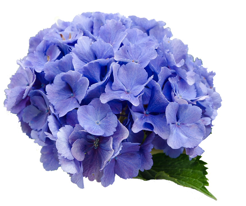 Vibrant Blue Hydrangea Bloom