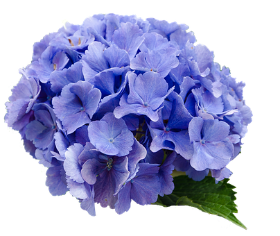 Vibrant Blue Hydrangea Bloom PNG with transparent background