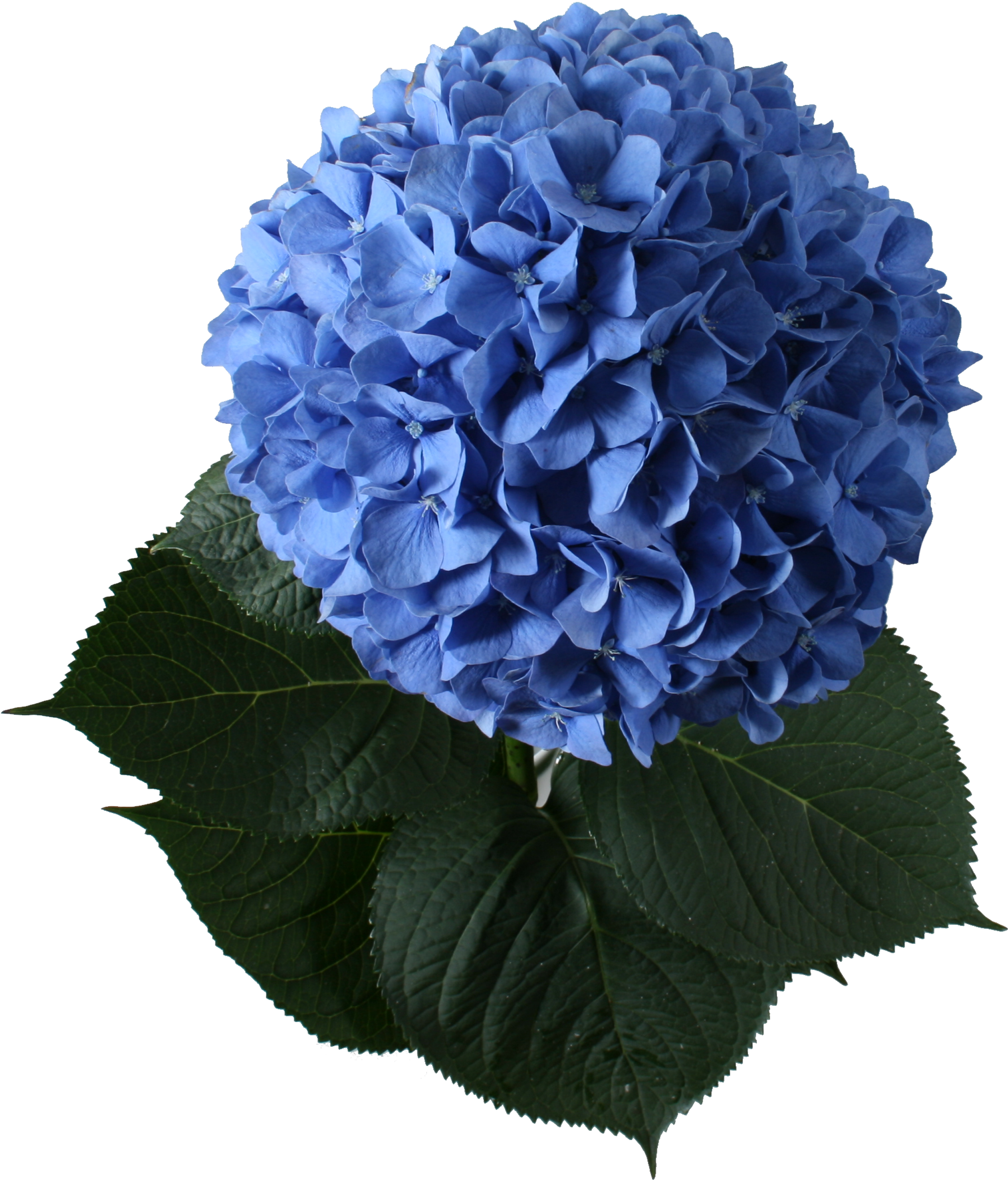3 Images - Marcos De Hortensias Azules, HD Png Download PNG with transparent background